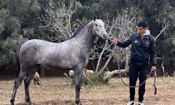 بولمان ينتفض دفاعاً عن الخيول العربية البربرية المربون يرفضون نقل المباراة إلى مكناس ويهددون بالمقاطعة