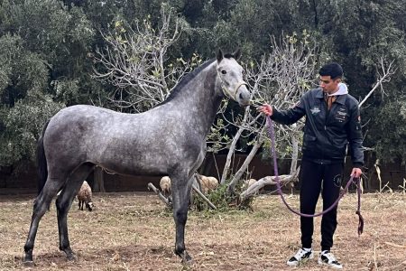 بولمان ينتفض دفاعاً عن الخيول العربية البربرية المربون يرفضون نقل المباراة إلى مكناس ويهددون بالمقاطعة