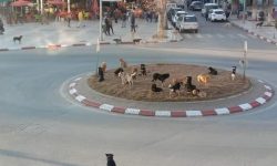 إيموزار كندر تحت حصار الكلاب الضالة، خطر يهدد السكان والزوار ويضرب السياحة في العمق