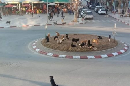 إيموزار كندر تحت حصار الكلاب الضالة، خطر يهدد السكان والزوار ويضرب السياحة في العمق