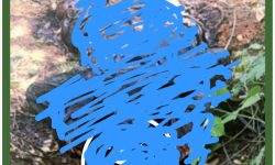العثور على جثة رجل أربعيني داخل غابة عين الشقف يستنفر السلطات بضواحي فاس