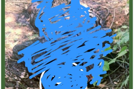 العثور على جثة رجل أربعيني داخل غابة عين الشقف يستنفر السلطات بضواحي فاس